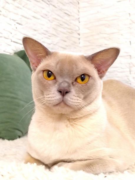 Korvel White