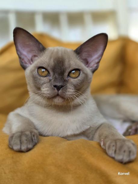 Девочка. Окрас шоколадный