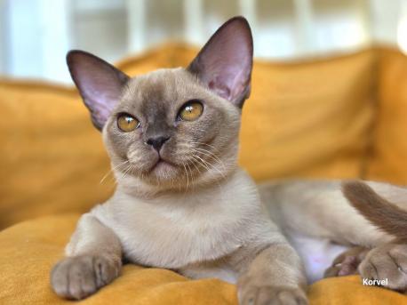 Девочка. Окрас шоколадный