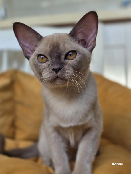 Девочка. Окрас шоколадный