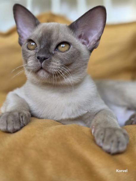 Девочка. Окрас шоколадный