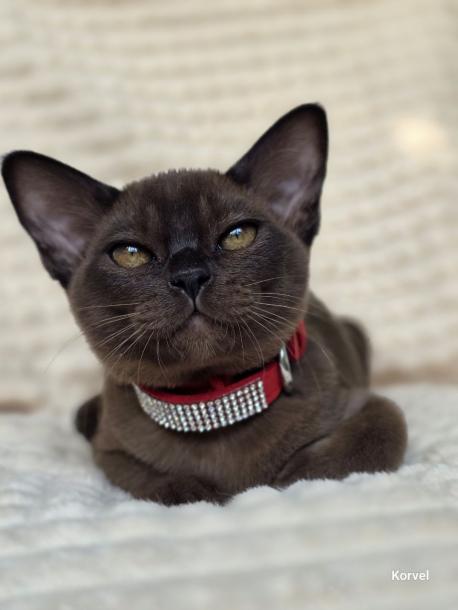 Девочка. Окрас соболиный 