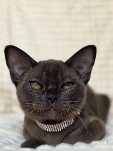 Девочка. Окрас соболиный 