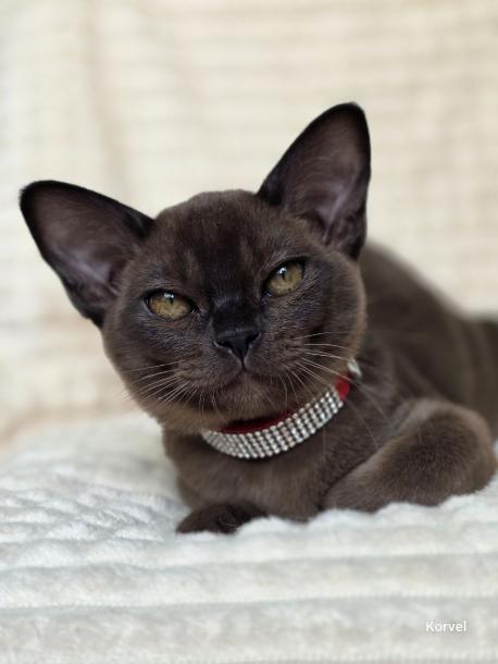 Девочка. Окрас соболиный 