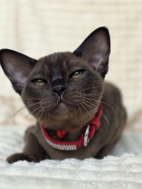 Девочка. Окрас соболиный 