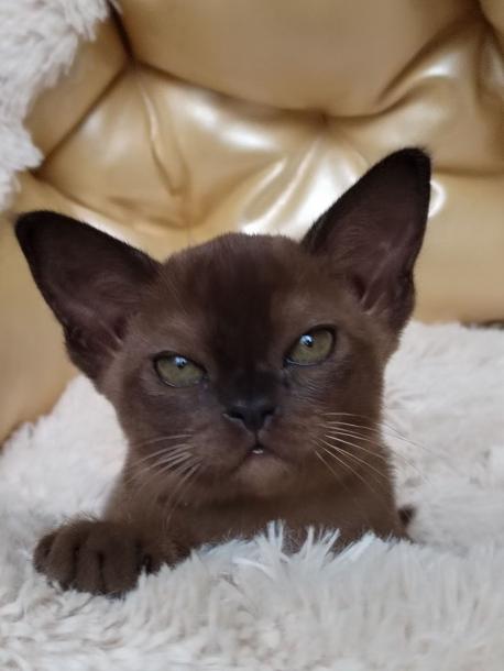 Девочка. Окрас соболиный 