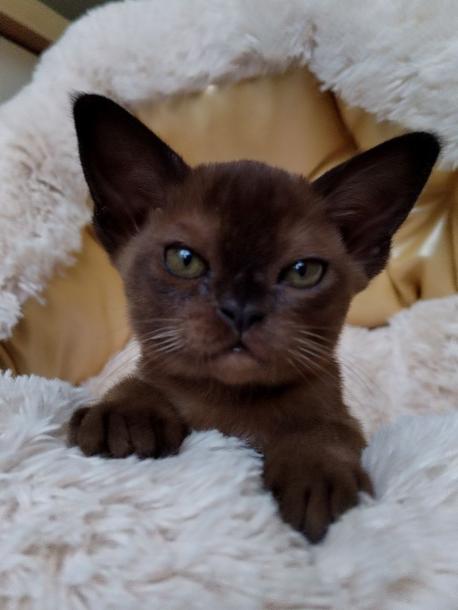 Девочка. Окрас соболиный 