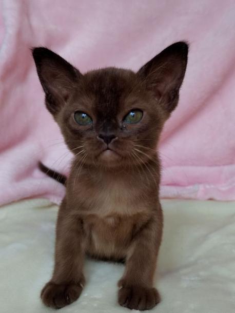 Девочка. Окрас соболиный 