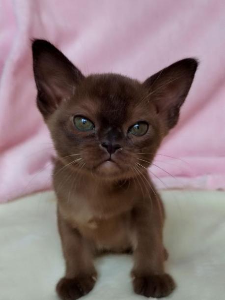 Девочка. Окрас соболиный 