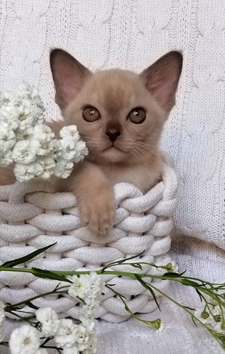 Мальчик. Окрас шоколадный