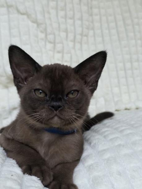 Мальчик. Окрас соболиный 