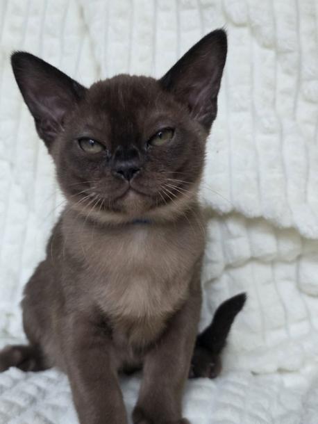 Мальчик. Окрас соболиный 