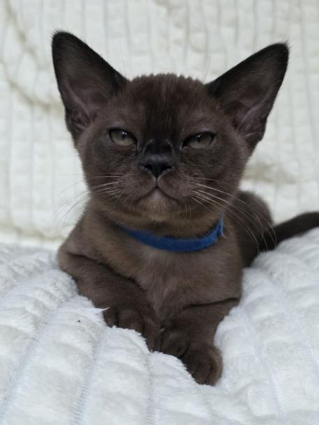 Мальчик. Окрас соболиный 