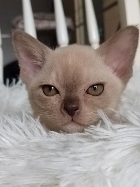 Мальчик. Окрас шоколадный