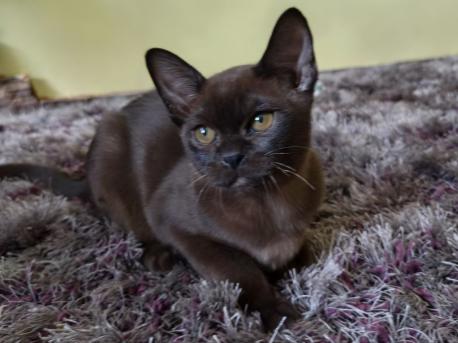 Мальчик. Окрас соболиный