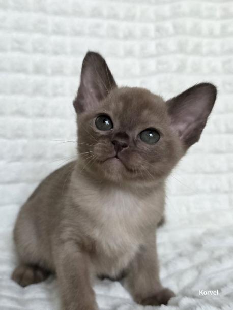 Девочка. Окрас шоколадный 