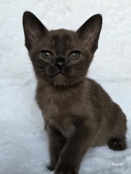 Девочка. Окрас соболиный