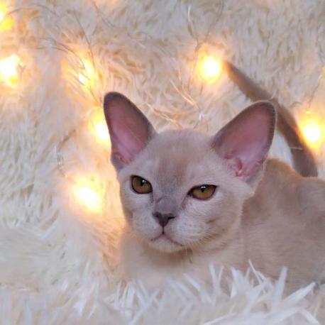 Мальчик. Окрас лиловый