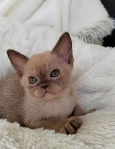 Девочка. Окрас шоколадный