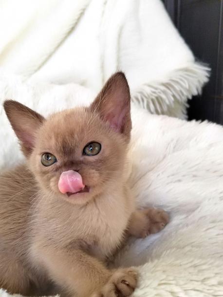 Девочка. Окрас шоколадный