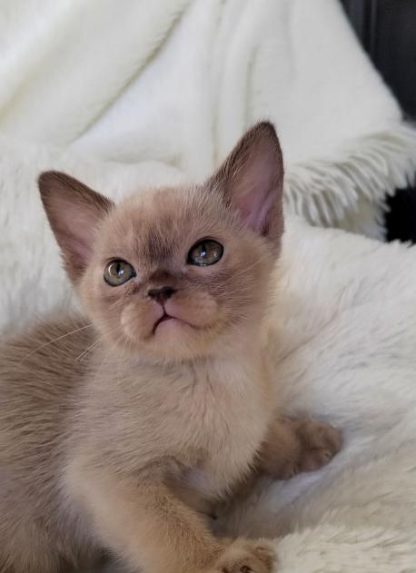 Девочка. Окрас шоколадный