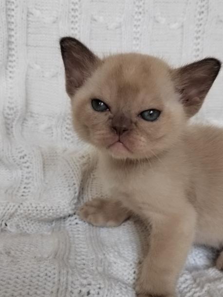 Мальчик. Окрас шоколадный