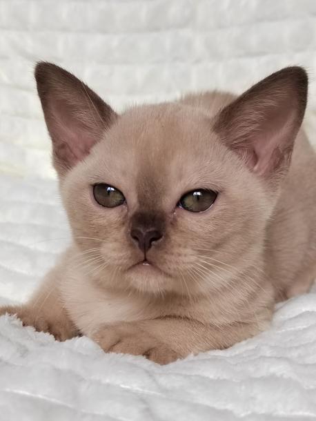 Мальчик. Окрас шоколадный