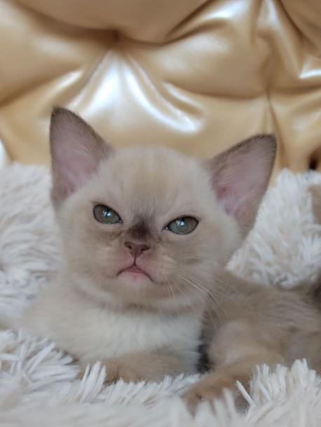 Девочка. Окрас шоколадный