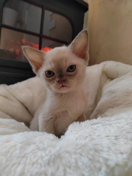 Мальчик. Окрас шоколадный 