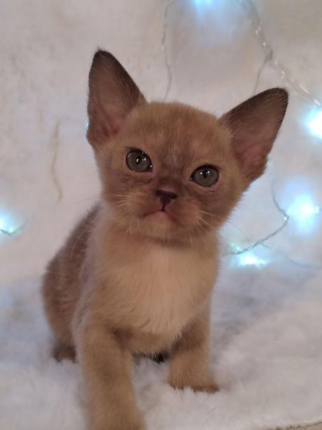 Девочка. Окрас шоколадный