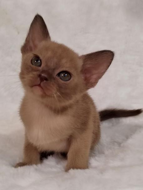 Девочка. Окрас шоколадный