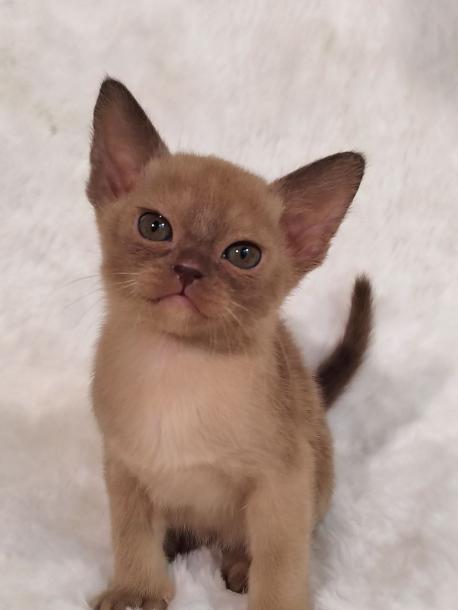 Девочка. Окрас шоколадный