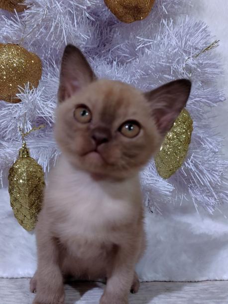 Девочка. Окрас шоколадный