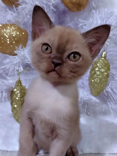 Девочка. Окрас шоколадный