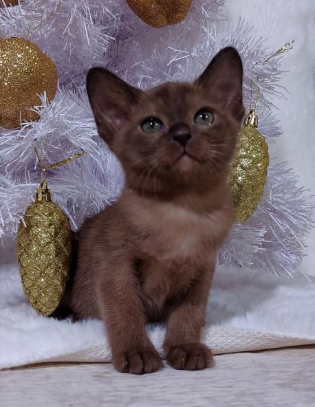 Девочка. Окрас соболиный