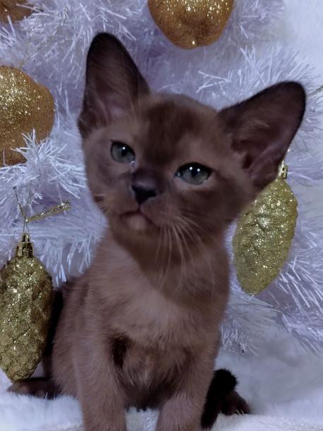 Девочка. Окрас соболиный