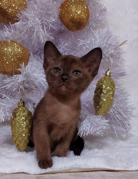 Девочка. Окрас соболиный