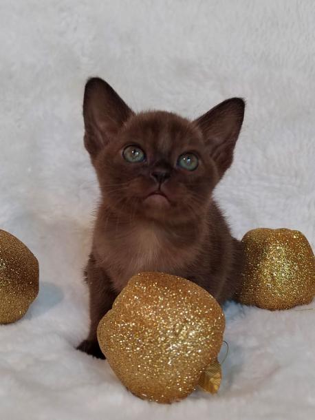 Девочка. Окрас соболиный