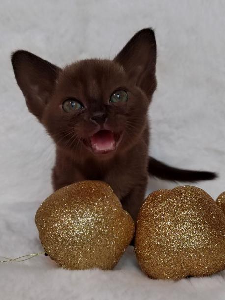 Девочка. Окрас соболиный