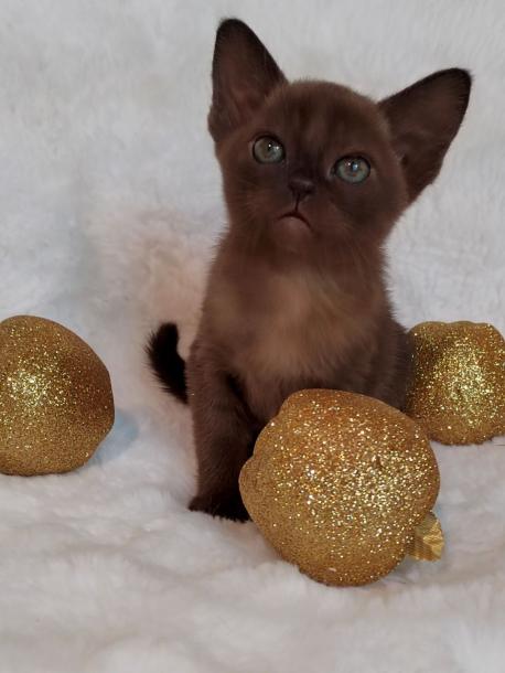 Девочка. Окрас соболиный