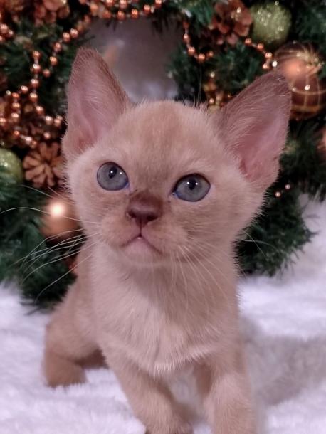 Девочка. Окрас шоколадный