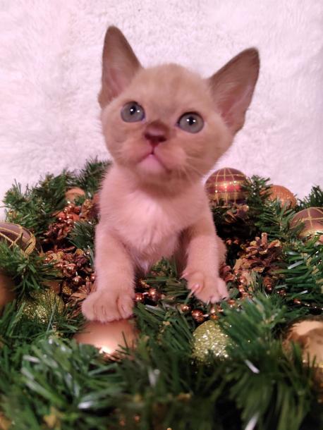 Девочка. Окрас шоколадный