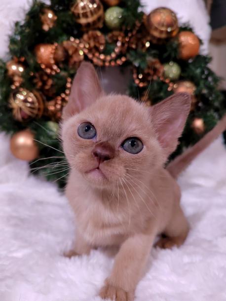 Девочка. Окрас шоколадный