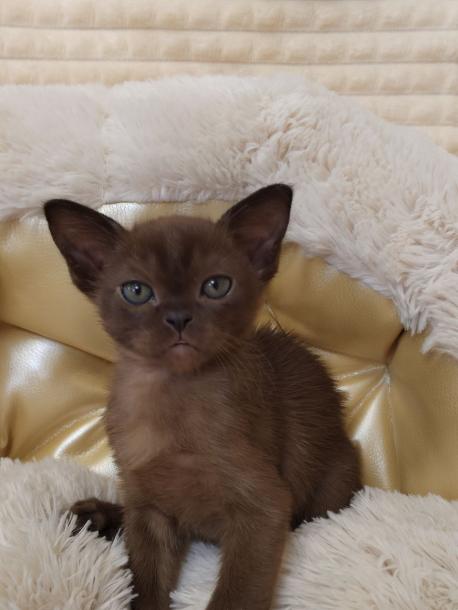 Мальчик. Окрас соболиный