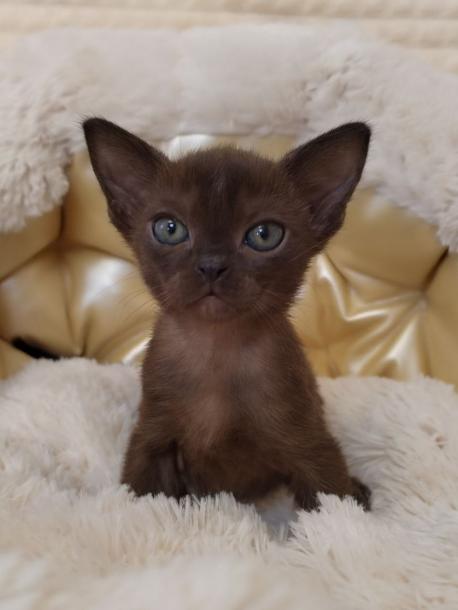 Мальчик. Окрас соболиный