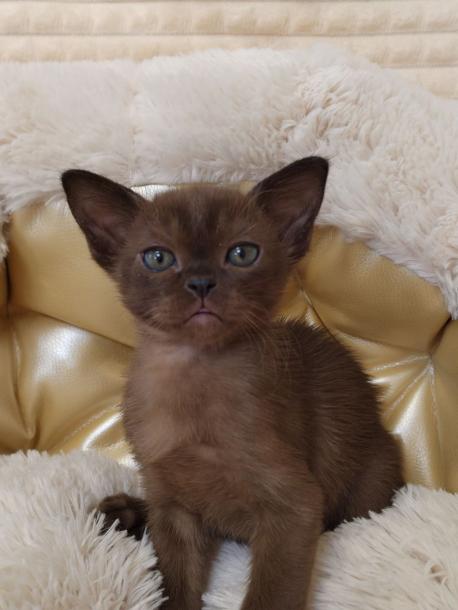 Мальчик. Окрас соболиный