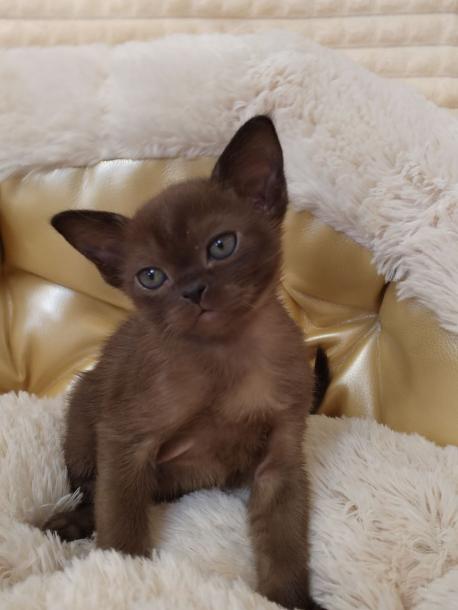 Мальчик. Окрас соболиный